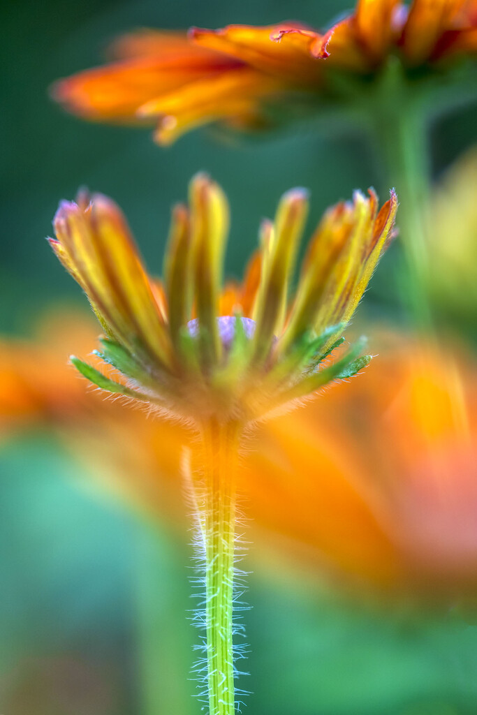 Coreopsis Blur by kvphoto
