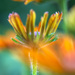 Coreopsis Blur by kvphoto