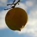 lemon by iiwi