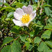 Dog rose... by susie1205