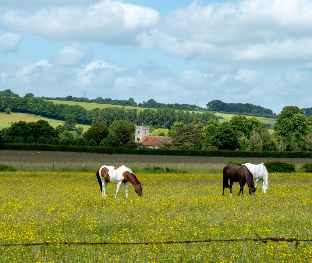 Horses in the buttercup field... by susie1205