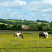 Horses in the buttercup field... by susie1205