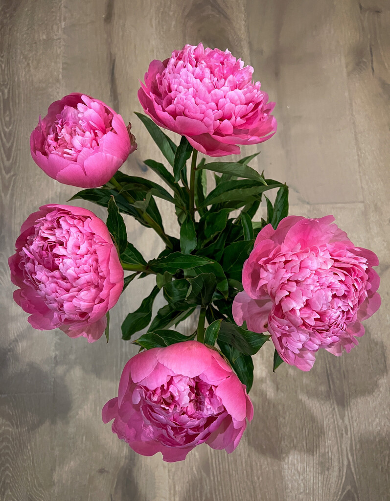 A new peony bouquet by shutterbug49