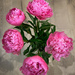 A new peony bouquet by shutterbug49