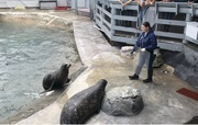 10th Jun 2022 - Sea lion nd harbor seal