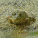 American bullfrog by rminer