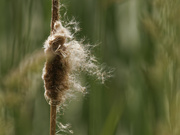 10th Jun 2022 - cattail