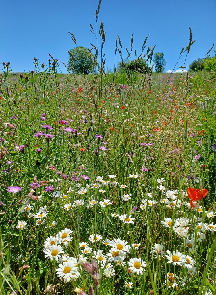 Wild flower meadow by busylady