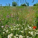 Wild flower meadow by busylady