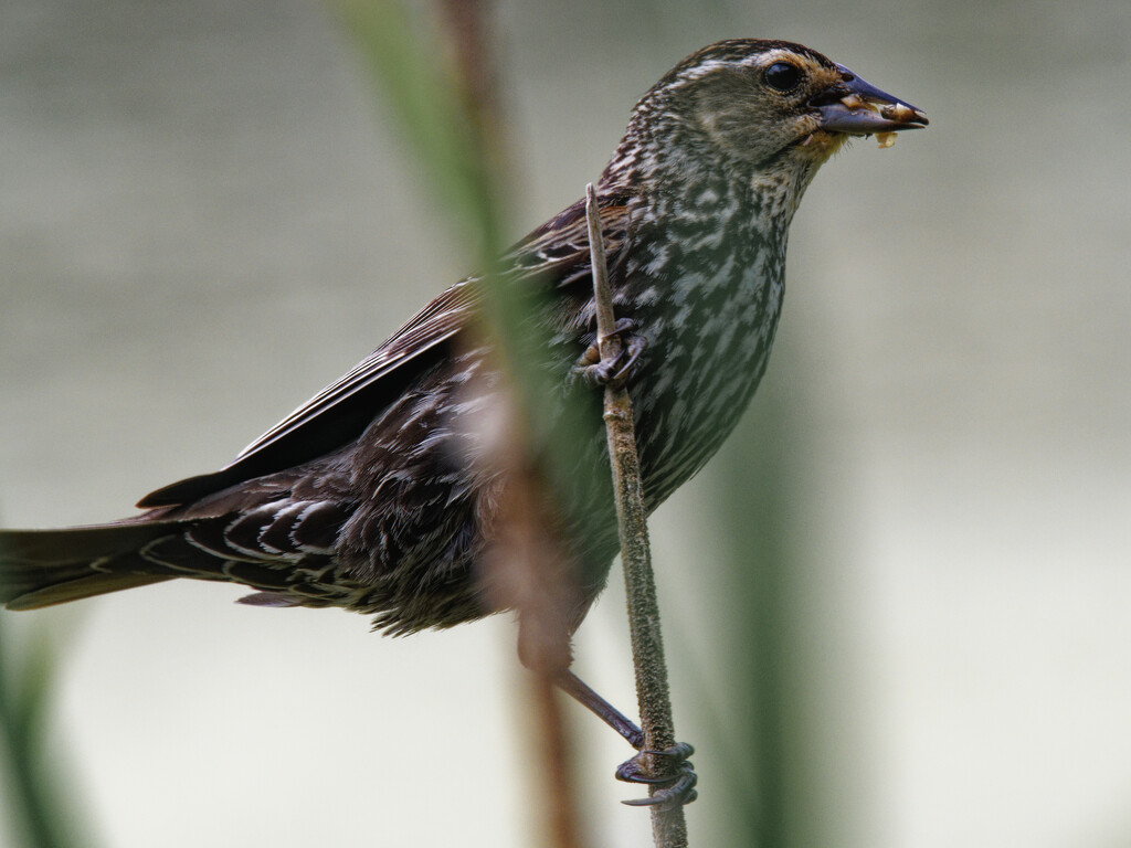 female red-winged blackbird  by rminer