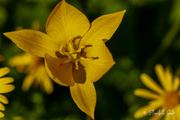 10th Jun 2022 - Yellow flower