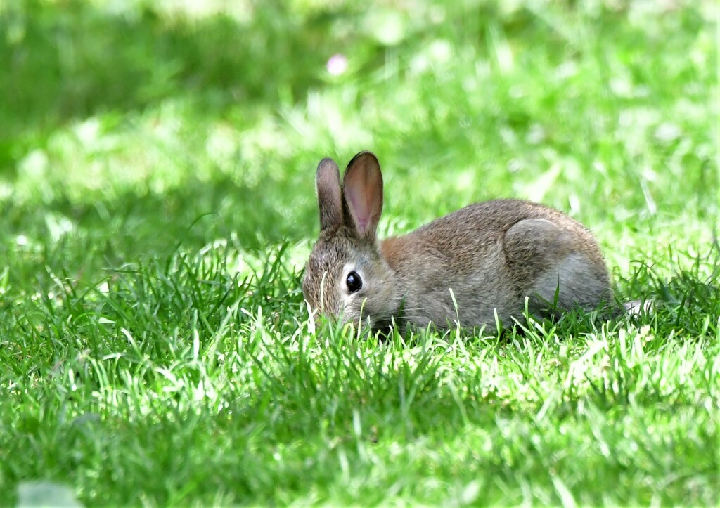 Hello bunny by rosiekind