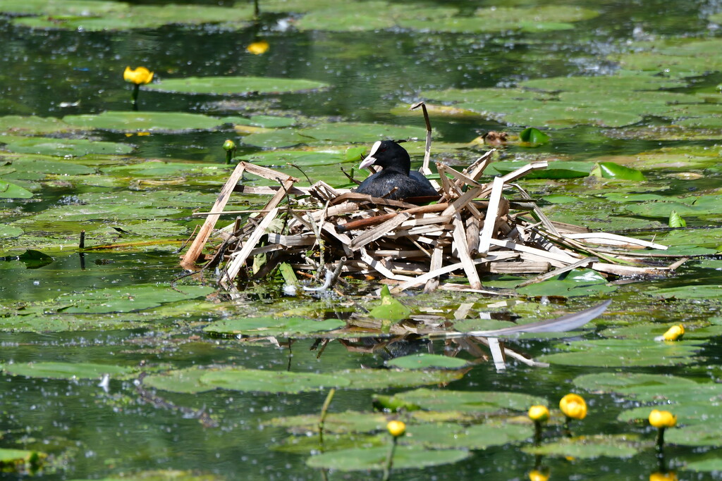 Coot on her nest by rosiekind