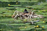 10th Jun 2022 - Coot on her nest