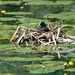 Coot on her nest by rosiekind