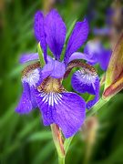 4th Jun 2022 - purple iris