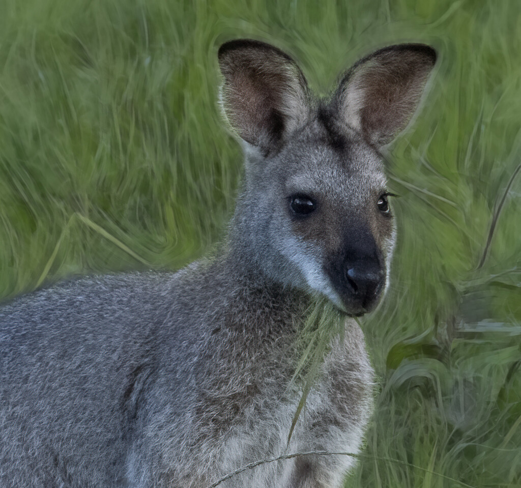 closer inspection by koalagardens