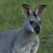 closer inspection by koalagardens