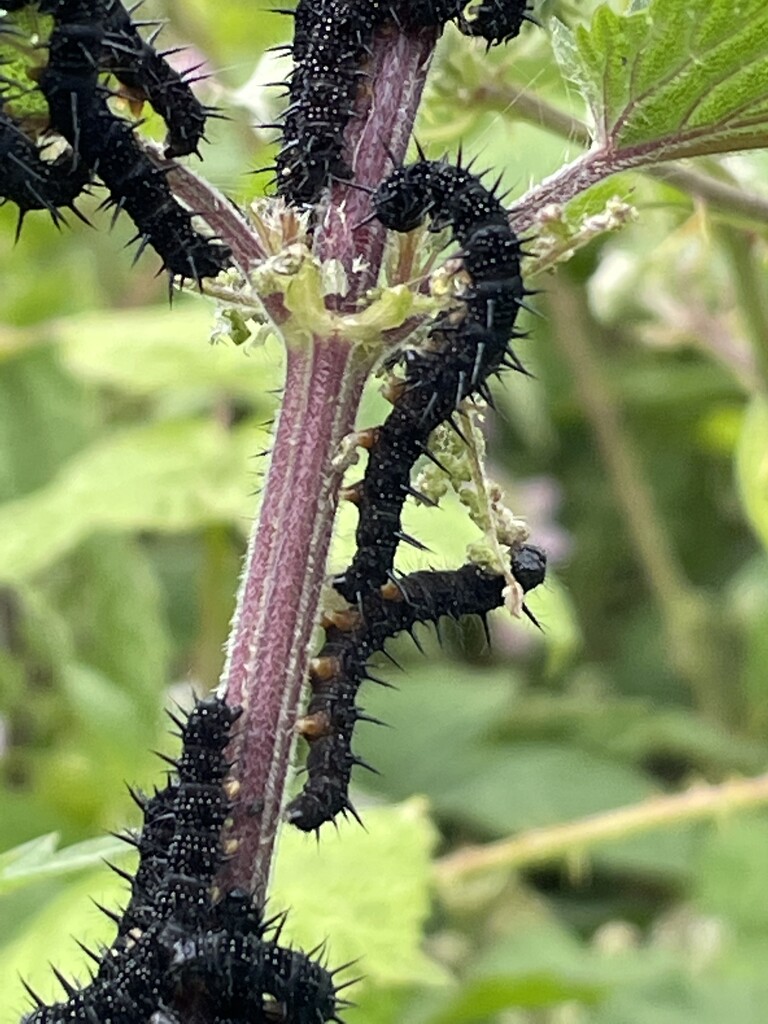 Black, spiky caterpillar  by jmdspeedy