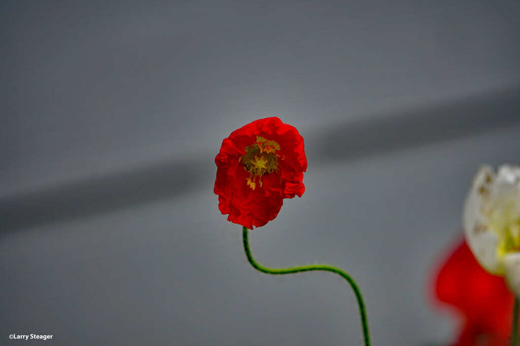 Red poppy and stem by larrysphotos