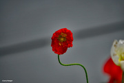10th Jun 2022 - Red poppy and stem