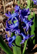 14th May 2021 - Hyacinth