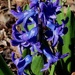 Hyacinth by sunnygreenwood