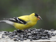 17th May 2021 - American Goldfinch