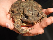 18th May 2021 - Toby the Toad