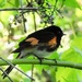 American Redstart by sunnygreenwood
