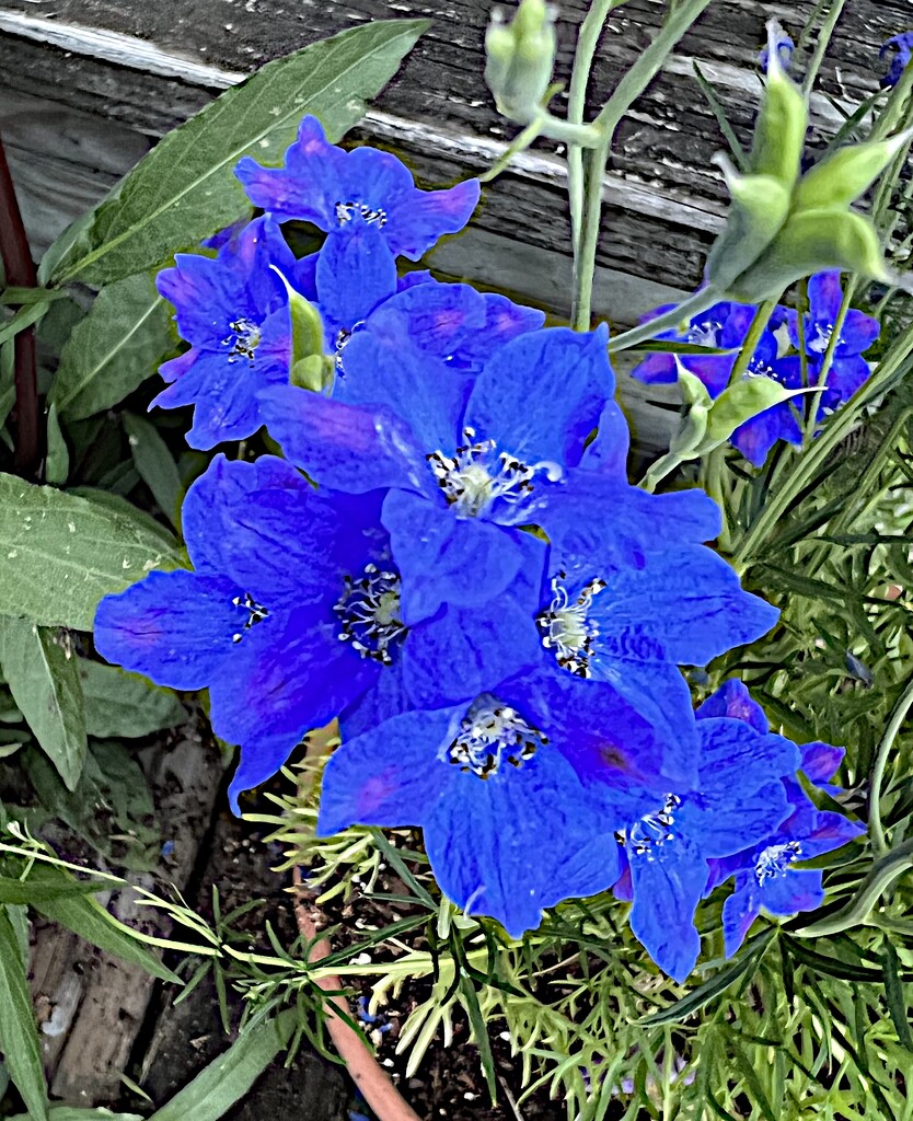 Giant larkspur by congaree