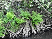 29th May 2022 - Roots and Ferns