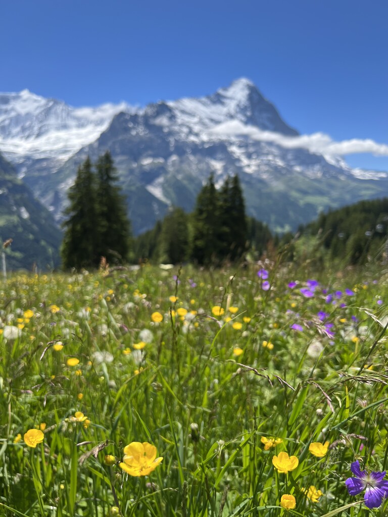 Swiss Alps by kwind