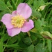 Rosa arkansana [Prairie Rose] by sunnygreenwood