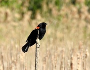 24th May 2021 - Red-winged Blackbird