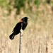 Red-winged Blackbird by sunnygreenwood
