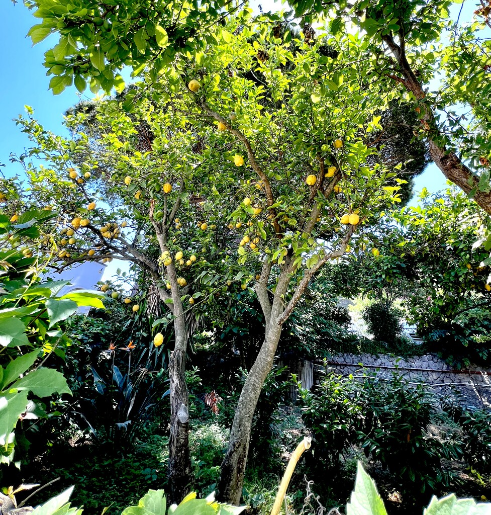 Lemon Tree, Capri  by rensala