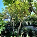 Lemon Tree, Capri  by rensala