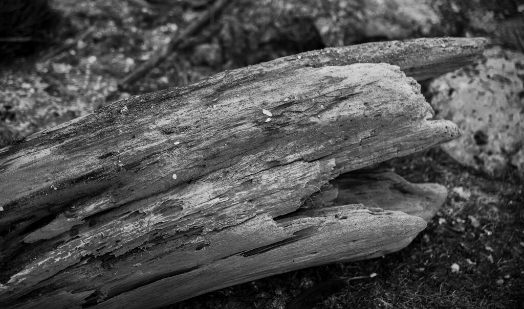 Driftwood by dkellogg