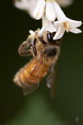 9th Jun 2022 - Honey Bee