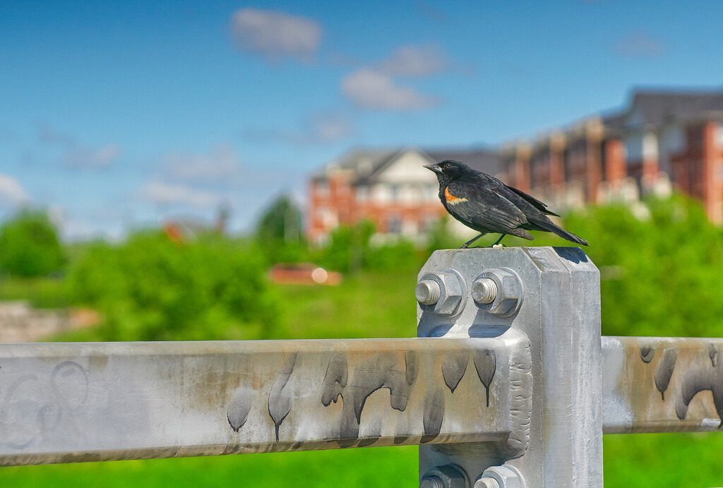 Bridge Blackbird by gardencat