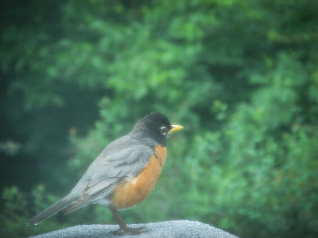 A quick robin shot by mittens