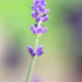 Lavender by mattjcuk