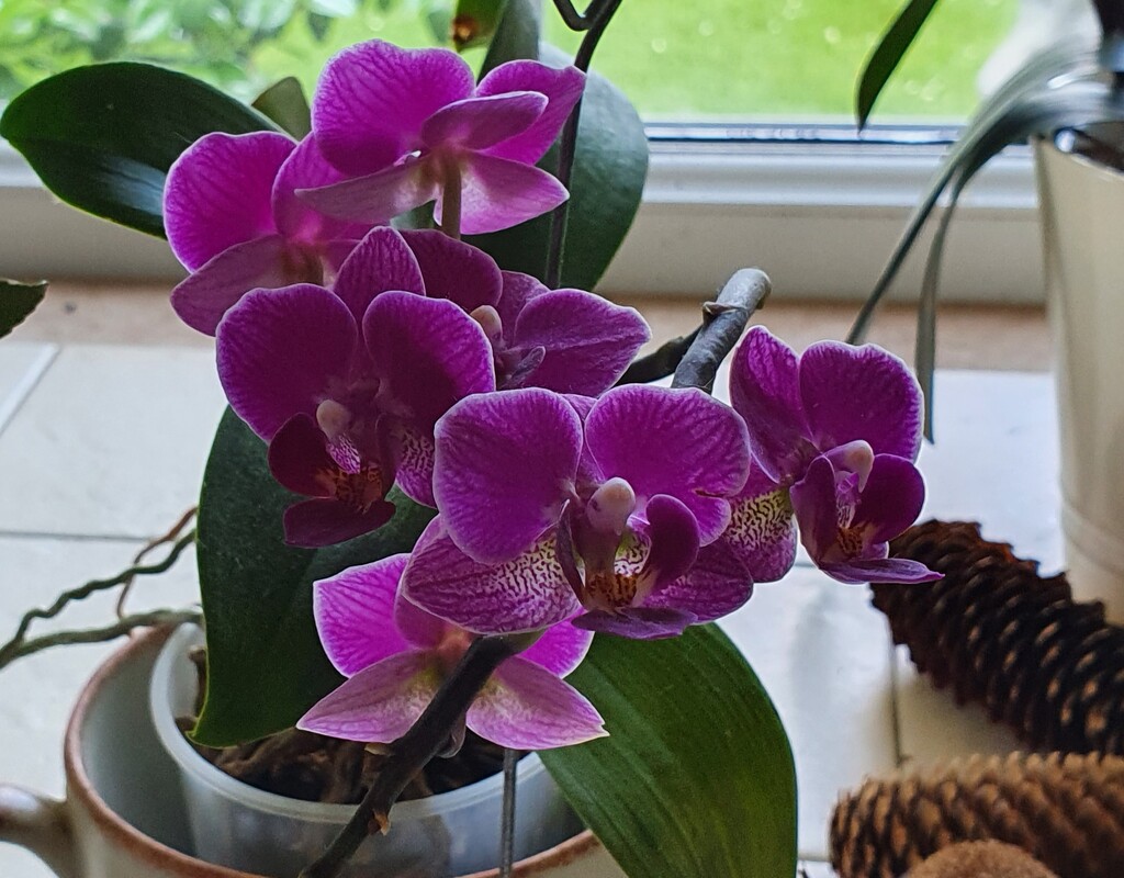 One of my orchids by rosiekind