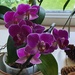 One of my orchids by rosiekind