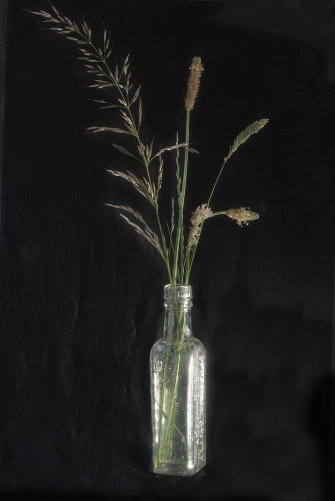 Grass in Glass by 30pics4jackiesdiamond