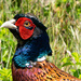 Pheasant by djepie