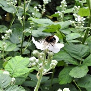 1st Jun 2022 - Bee on Blackbery Flowers
