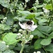 Bee on Blackbery Flowers by oldjosh