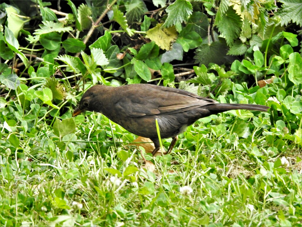 Feamale Blackbird by oldjosh